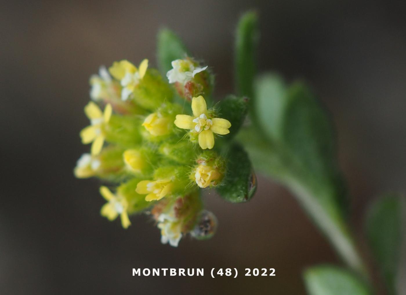 Alyssum, Small yellow flower